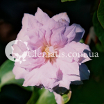 Belle of Working 2005