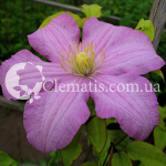 Comtesse de Bouchaud 2006