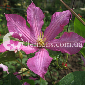 Nikolaj Rubtzov 2007  3