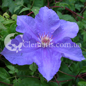 ball cvetov ball cvetov