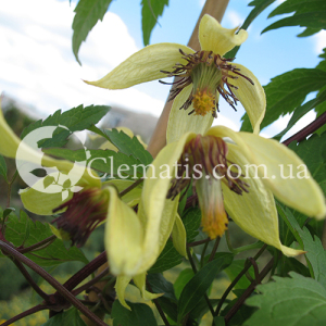 serratifolia serratifolia