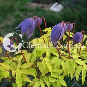 admin-ajax (12) admin-ajax (12)