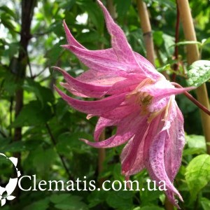 admin-ajax admin-ajax