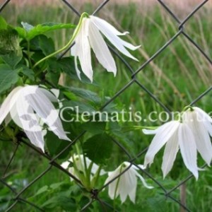 admin-ajax (10) admin-ajax (10)