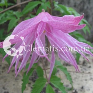 admin-ajax (11) admin-ajax (11)